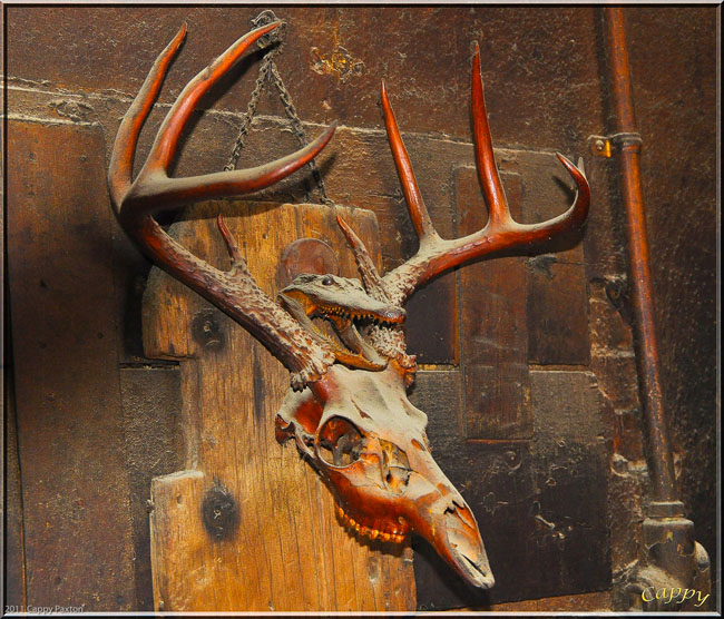 Horns on the Wall
