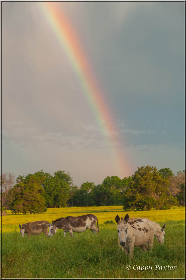 Donkey Rainbow