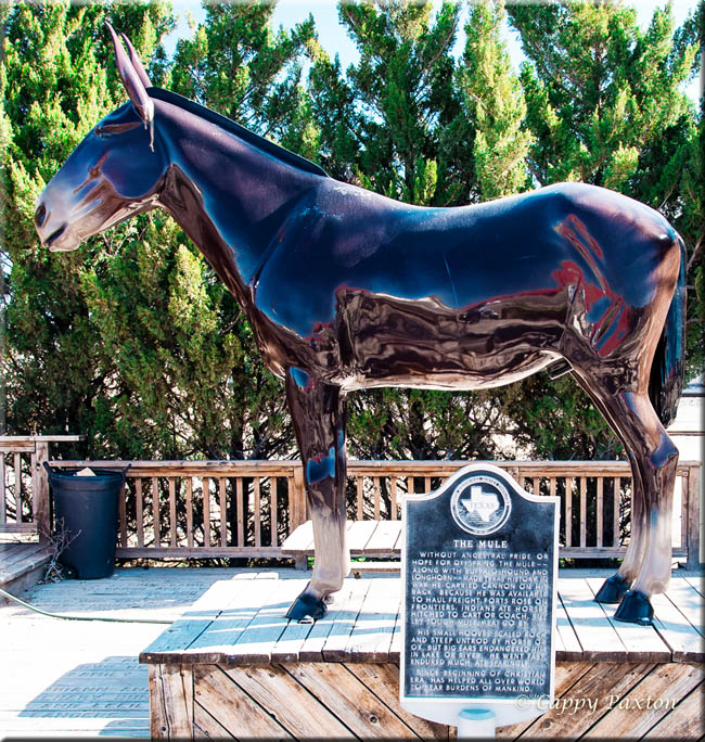 The Mule in Muleshoe